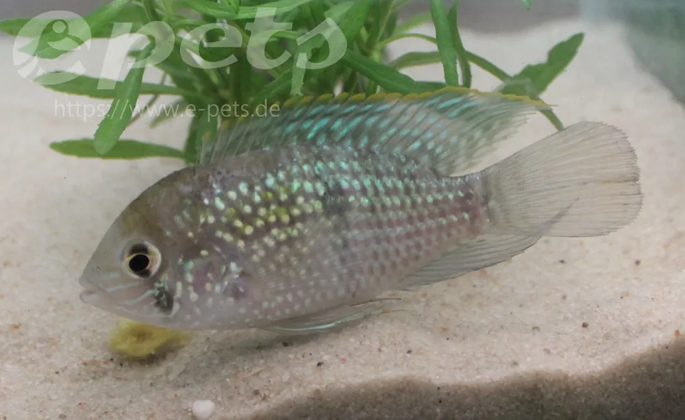 Abverkauf Aequidens pulcher ( latifrons ) / Blaupunktbuntbarsch