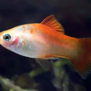 Kracherpreis Xiphophorus maculatus sunset / Sonnen Platy