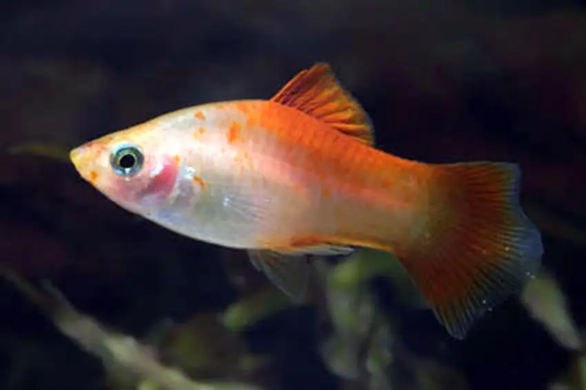 Kracherpreis Xiphophorus maculatus sunset / Sonnen Platy