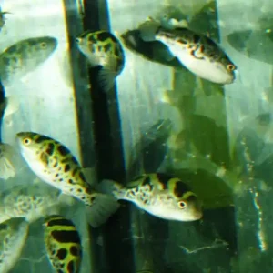 Sonderangebot Tetraodon fluviatilis real (Bengal)