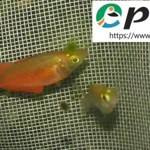 Glossolepis incisus / Lachsroter Regenbogenfisch Finale Aktion