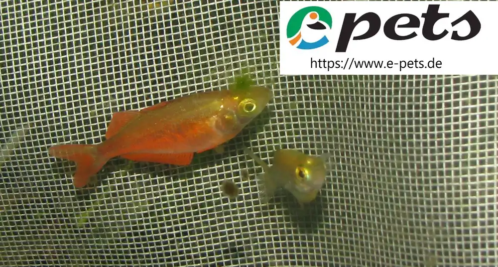 Glossolepis incisus / Lachsroter Regenbogenfisch Finale Aktion