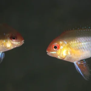 Papiliochromis / Microgeophagus ramirezi gold / Schmetterlinsbuntbarsch gold Finale Aktion