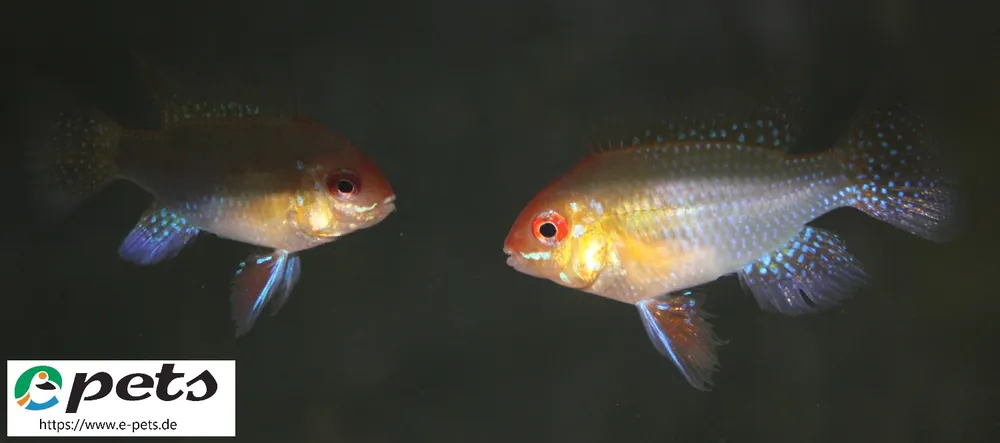 Papiliochromis / Microgeophagus ramirezi gold / Schmetterlinsbuntbarsch gold Finale Aktion