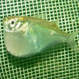 Thoracocharax stellatus Silberbeilbauch Ausverkauf