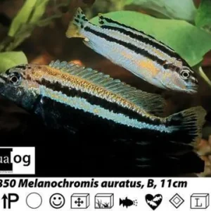 Angebot Melanochromis auratus / Türkisgoldbarsch