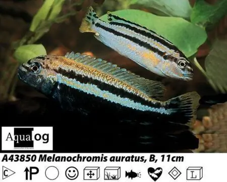 Angebot Melanochromis auratus / Türkisgoldbarsch