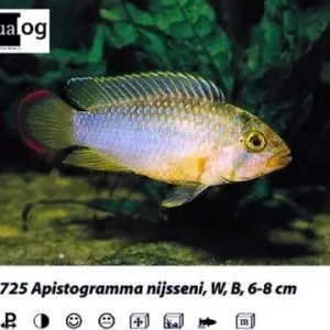 Apistogramma nijsseni / Panda Zwergbuntbarsch Ausverkauf