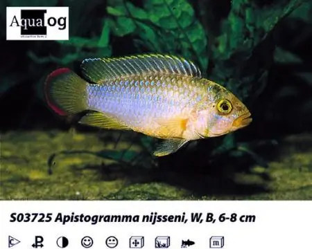 Apistogramma nijsseni / Panda Zwergbuntbarsch Ausverkauf