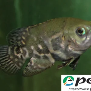 Astronotus ocellatus Red Tiger / Pfauenaugenbuntbarsch Letzte Chance