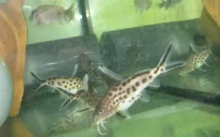 Synodontis multipunctatus/decorus Zuchtform Vielpunkt-Fiederbartwels Sonderaktion