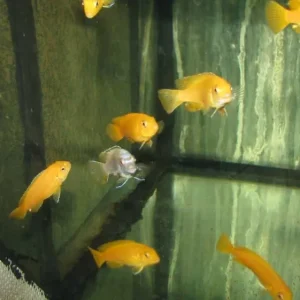 Online Kaufen Pseudotropheus saulosi red coral / Malawibuntbarsch