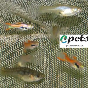 Günstig Poecilia sp. Endlers red / Endlers Guppy