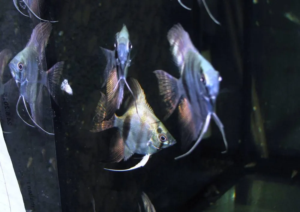 Nur Heute Pterophyllum blue / Skalar blau