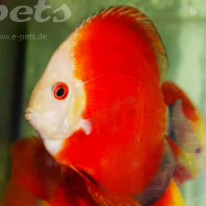 Symp. discus red melon / Diskus rot melon Neue Ware