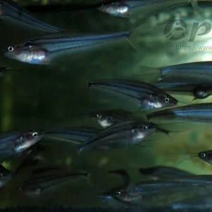 Kryptopterus macrocephalus Solange Der Vorrat Reicht