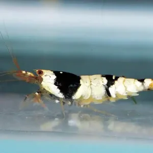 Caridina BLACK CRYSTAL / Garnele schwarz-weiss crystal Abverkauf