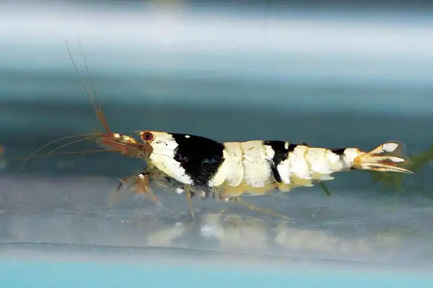 Caridina BLACK CRYSTAL / Garnele schwarz-weiss crystal Abverkauf