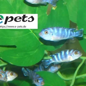 Günstig Pseudotropheus demassoni / Malawibuntbarsch