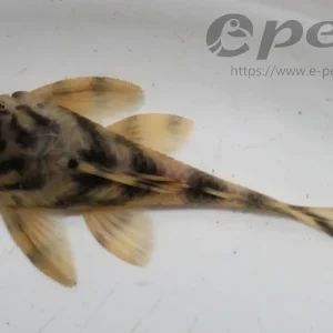 Beliebt L - 202 Peckoltia sp. / Orange - gelb Peckoltia