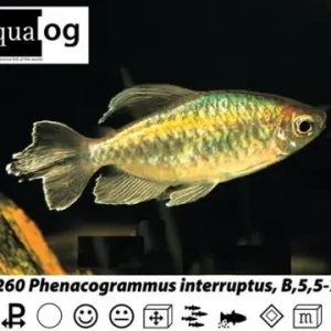 Heißes Angebot Phenacogrammus interruptus / Blauer Kongosalmler