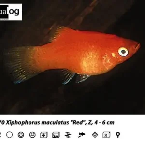 Sonderangebot Rot Platy / Xiphophorus maculatus red