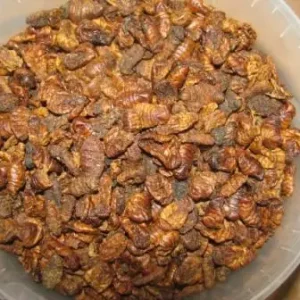 Silkworm pupae Seidenraupen sonnengetrocknet Packung 2 L(650 g) Neu Im Sortiment