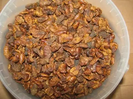 Silkworm pupae Seidenraupen sonnengetrocknet Packung 2 L(650 g) Neu Im Sortiment