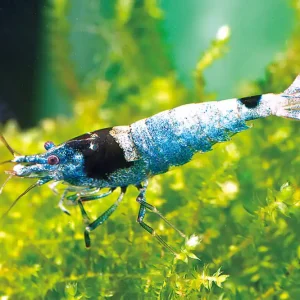 Caridina sp. "RILLI BLACK CARBON" / Garnele rilli schwarz metalic Nur Für Kurze Zeit
