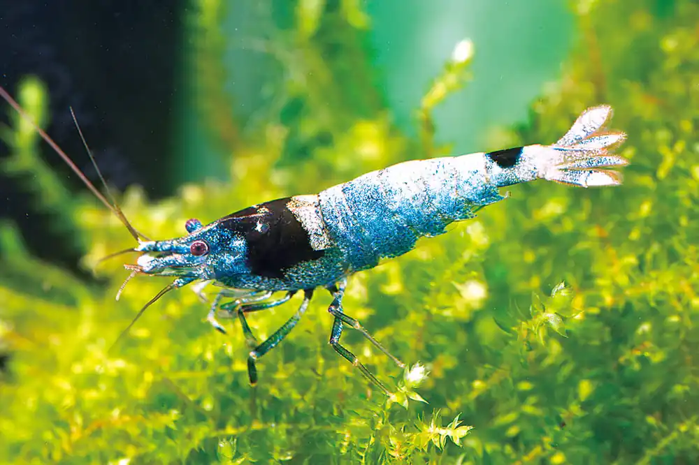 Caridina sp. "RILLI BLACK CARBON" / Garnele rilli schwarz metalic Nur Für Kurze Zeit