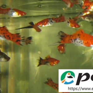 Top-Preis Xiphophorus helleri KOI SANKE / Schwertträger 3-Farben