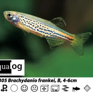 Top-Preis Brachydanio frankei / Leopardbärbling