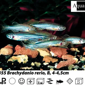 Brachydanio rerio / Zebrabärbling Günstig