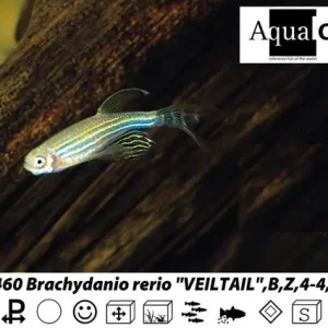 Echt Brachydanio rerio long fin / Zebrabärbling Schleier