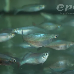 Chilatherina sentaniensis / Sentani-Regenbogenfisch Wochenendangebot