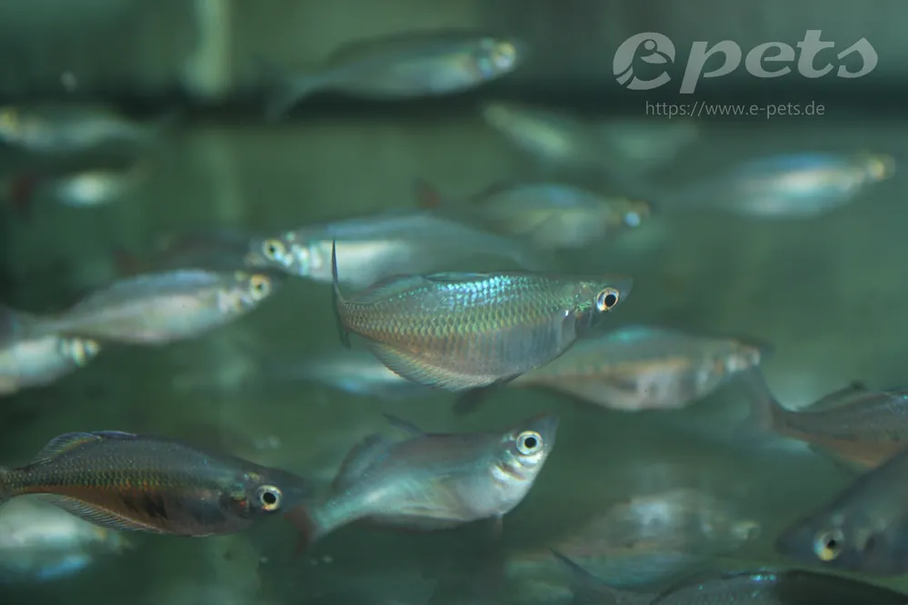 Chilatherina sentaniensis / Sentani-Regenbogenfisch Wochenendangebot