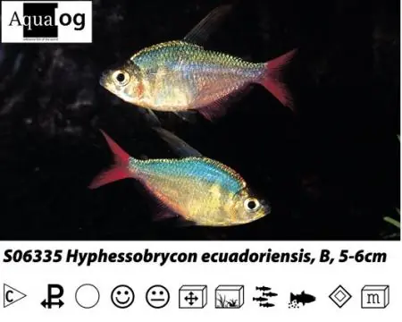 Moenkhausia columbiana / Hyphessobrycon ecuadoriensis Rot-blauer Kolumbianer Angebot