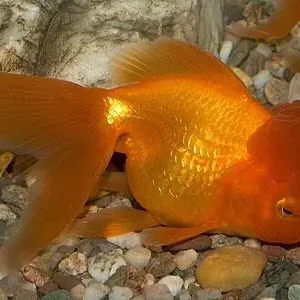 Begrenztes Angebot Carassius auratus schleier red oranda / Schleierschwanz rot Oranda