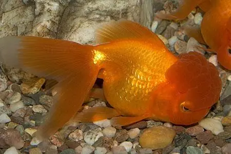 Begrenztes Angebot Carassius auratus schleier red oranda / Schleierschwanz rot Oranda
