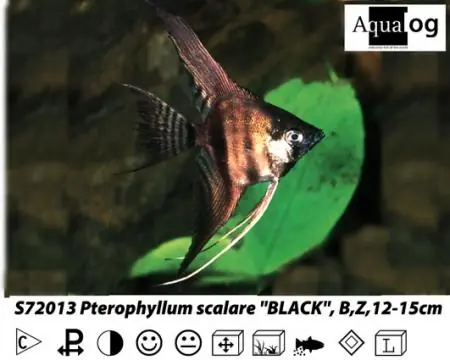 Rauchskalar / Pterophyllum smoke Direkt Vom Hersteller