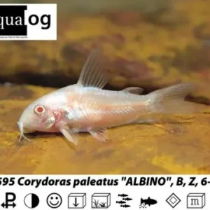 Corydoras albino / Panzerwels albino Meistverkauft