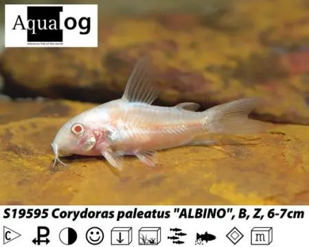 Corydoras albino / Panzerwels albino Meistverkauft