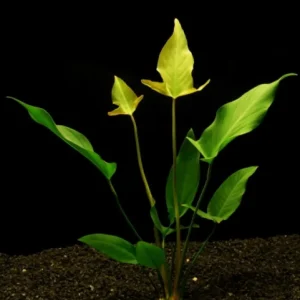 Anubias mix / Aquariumpflanze Bestpreis