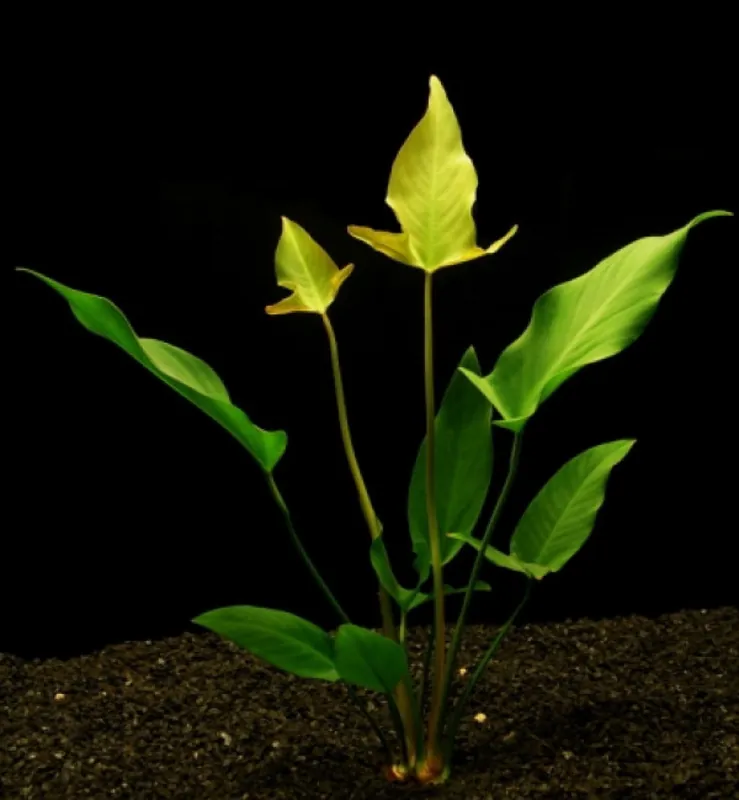 Anubias mix / Aquariumpflanze Bestpreis