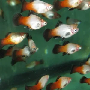 Garantierte Lieferung Platy gelb-rot-schwarz / Xiphophorus maculatus tricolor