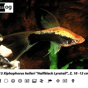 Heißes Angebot Xiphophorus helleri tuxedo lyra / Schwertträger tuxedo lyra