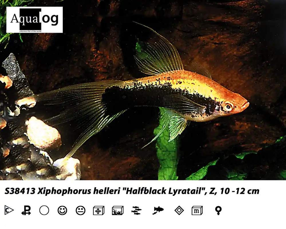 Heißes Angebot Xiphophorus helleri tuxedo lyra / Schwertträger tuxedo lyra