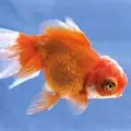 Carassius auratus schleier red & white oranda / Schleierschwanz rot - weiss Löwenkopf Begrenztes Angebot
