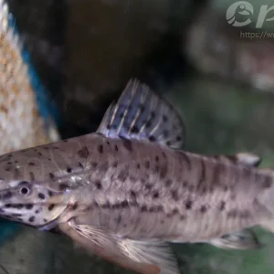 Gemalter Schwielenwels / Hoplosternum thoracatum Neue Kollektion