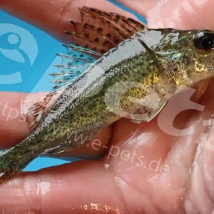 Kaulbarsch / Gymnocephalus cernuus Neuheit
